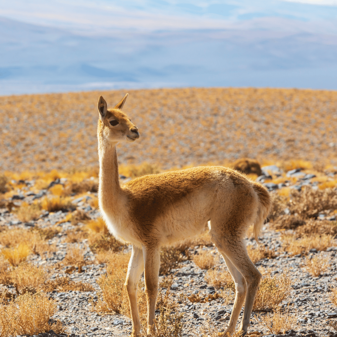 Guanaco Blend: Guanaco, Merino and Silk Yarn